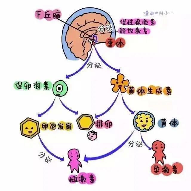 女性体内的神秘“暗线”:竟能支配月经