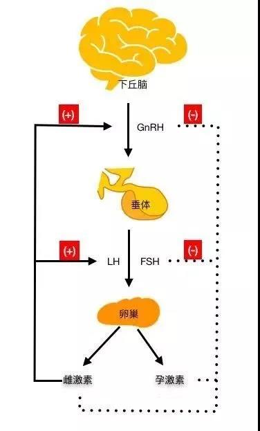 女性体内的神秘“暗线”:竟能支配月经
